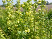 Scrophularia vernalis 7, Voorjaarshelmkruid, Saxifraga-Peter Meininger