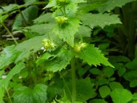 Scrophularia vernalis 11, Voorjaarshelmkruid Saxifraga-Rutger Barendse