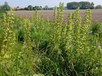 Scrophularia vernalis 5, Voorjaarshelmkruid, Saxifraga-Peter Meininger