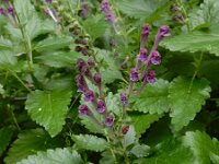 Scutellaria columnae 10, Trosglidkruid, Saxifraga-Ed Stikvoort