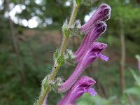 Scutellaria columnae 15, Trosglidkruid, Saxfraga-Peter Meininger