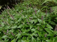 Scutellaria columnae 2, Trosglidkruid, Saxifraga-Ed Stikvoort