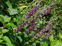 Scutellaria columnae 3, Trosglidkruid, Saxifraga-Ed Stikvoort