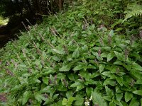 Scutellaria columnae 4, Trosglidkruid, Saxifraga-Ed Stikvoort