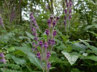 Scutellaria columnae 5, Trosglidkruid, Saxifraga-Ed Stikvoort