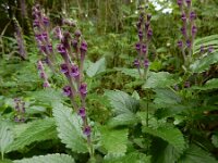 Scutellaria columnae 6, Trosglidkruid, Saxifraga-Ed Stikvoort