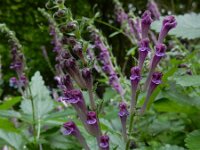 Scutellaria columnae 8, Trosglidkruid, Saxifraga-Ed Stikvoort