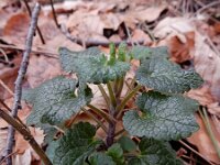 Scutellaria columnae 9, Trosglidkruid, Saxifraga-Ed Stikvoort