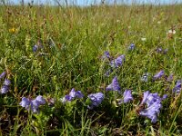 Scutellaria hastifolia
