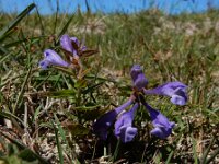 Scutellaria hastifolia 6, Saxifraga-Ed Stikvoort