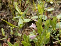 Scutellaria minor 48, Klein glidkruid, Saxifraga-Ed Stikvoort : s9900