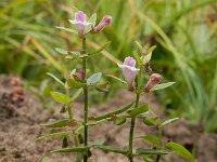 Scutellaria minor 50, Klein glidkruid, Saxifraga-Ed Stikvoort : s9900