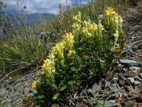 Scutellaria orientalis 2, Saxifraga-Ed Stikvoort