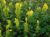 Scutellaria orientalis 3, Saxifraga-Ed Stikvoort