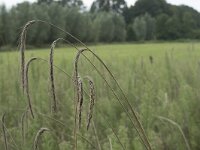 Secale multicaule 2, Sint Jansrogge, Saxifraga-Willem van Kruijsbergen