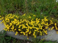 Sedum acre 32, Muurpeper, Saxifraga-Ab H Baas