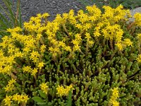 Sedum acre 35, Muurpeper, Saxifraga-Ab H Baas