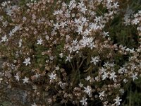 Sedum album 10, Wit vetkruid, Saxifraga-Willem van Kruijsbergen