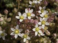 Sedum album 11, Wit vetkruid, Saxifraga-Jan van der Straaten