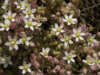 Sedum album 12, Wit vetkruid, Saxifraga-Jan van der Straaten