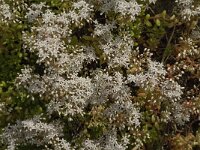 Sedum album 13, Wit vetkruid, Saxifraga-Jan van der Straaten