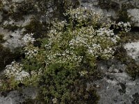 Sedum album 14, Wit vetkruid, Saxifraga-Willem van Kruijsbergen