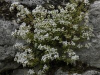 Sedum album 15, Wit vetkruid, Saxifraga-Willem van Kruijsbergen