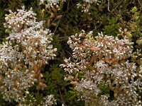 Sedum album 16, Wit vetkruid, Saxifraga-Jan van der Straaten