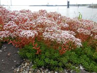 Sedum album 17, Wit vetkruid, Saxifraga-Ed Stikvoort