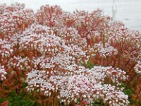 Sedum album 18, Wit vetkruid, Saxifraga-Ed Stikvoort