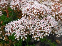 Sedum album 19, Wit vetkruid, Saxifraga-Ed Stikvoort
