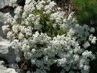 Sedum album 2, Wit vetkruid, Saxifraga-Jan van der Straaten