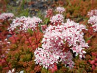 Sedum album 20, Wit vetkruid, Saxifraga-Ed Stikvoort