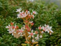 Sedum album 21, Wit vetkruid, Saxifraga-Ed Stikvoort