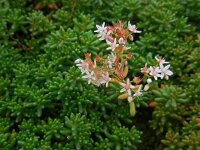 Sedum album 22, Wit vetkruid, Saxifraga-Ed Stikvoort