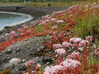 Sedum album 23, Wit vetkruid, Saxifraga-Ed Stikvoort