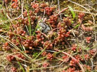 Sedum album 27, Wit vetkruid, Saxifraga-Rutger Barendse
