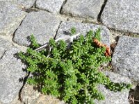 Sedum album 29, Wit vetkruid, Saxifraga-Rutger Barendse