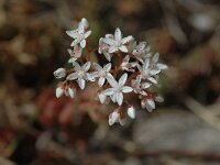 Sedum album 3, Wit vetkruid, Saxifraga-Marijke Verhagen