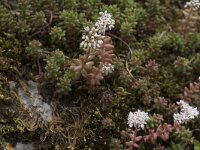 Sedum album 35, Wit vetkruid, Saxifraga-Willem van Kruijsbergen