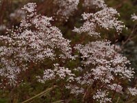 Sedum album 37, Wit vetkruid, Saxifraga-Jan Nijendijk