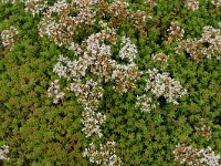 Sedum album 38, Wit vetkruid, Saxifraga-Hans Grotenhuis