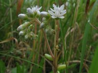 Sedum album 4, Wit vetkruid, Saxifraga-Rutger Barendse