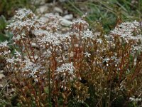 Sedum album 5, Wit vetkruid, Saxifraga-Jan van der Straaten