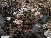 Sedum album 6, Wit vetkruid, Saxifraga-Jan van der Straaten