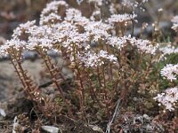 Sedum album 7, Wit vetkruid, Saxifraga-Willem van Kruijsbergen