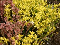 Sedum album 8, Wit vetkruid, Saxifraga-Hans Boll