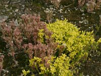 Sedum album 9, Wit vetkruid, Saxifraga-Hans Boll