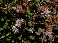 Sedum anglicum 2, Engels vetkruid, Saxifraga-Ed Stikvoort : Espinama - Fuente Dé - Regugio de Aliva s9900