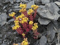 Sedum annuum 2, Eenjarig vetkruid, Saxifraga-Willem van Kruijsbergen